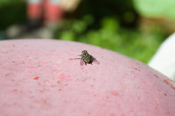 Fly on top of a white surface