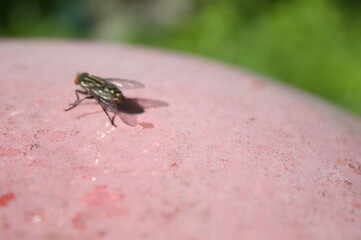 Fly on top of a white surface