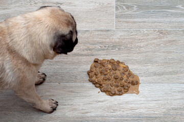Dog pug vomit in the living room on the floor, sick dog vomitted to cure itself