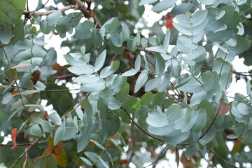 Leaves of tree silver eucalyptus - Eucalyptus cinerea.