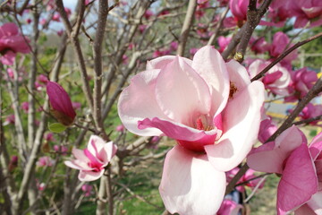 pink flowers