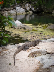 Iguana in beautiful landscape in Yucatan Mexico