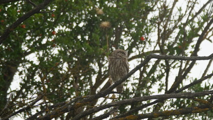 Little owl (Athene noctua) sitting image captured in Azerbaijan