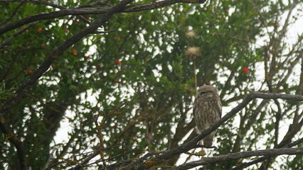 Little owl (Athene noctua) sitting image captured in Azerbaijan