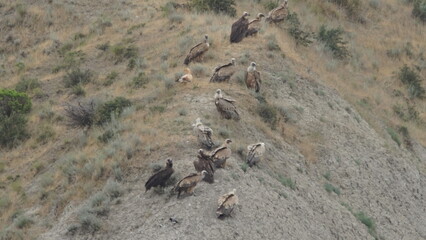 Group of scavengers birds including Egyptian vulture (Neophron percnopterus), Griffon vulture (Gyps fulvus) and Cinereous vulture (Aegypius monachus), captured in Azerbaijan