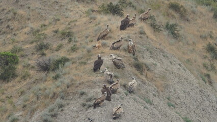 Group of scavengers birds including Egyptian vulture (Neophron percnopterus), Griffon vulture (Gyps fulvus) and Cinereous vulture (Aegypius monachus), captured in Azerbaijan