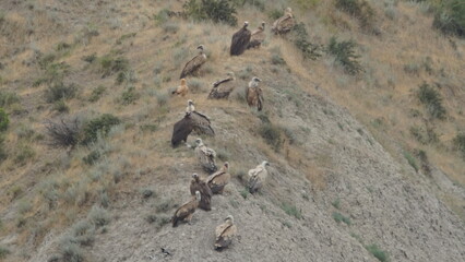 Group of scavengers birds including Egyptian vulture (Neophron percnopterus), Griffon vulture (Gyps fulvus) and Cinereous vulture (Aegypius monachus), captured in Azerbaijan
