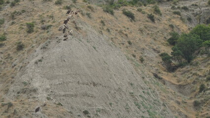 Group of scavengers birds including Egyptian vulture (Neophron percnopterus), Griffon vulture (Gyps fulvus) and Cinereous vulture (Aegypius monachus), captured in Azerbaijan