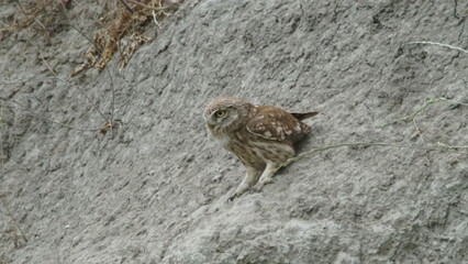 Little owl (Athene noctua) sitting image captured in Azerbaijan