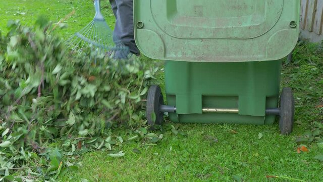 Closeup POV shot of someone raking a pile of bush trimmings on grass in a garden / yard, alongside a green wheely bin, with the lid open ready to be filled.