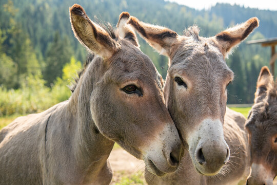 Esel (Ru&szlig;bach) (2020-09)