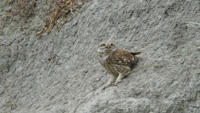 Little owl (Athene noctua) sitting image captured in Azerbaijan