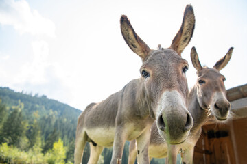 Esel (Ru&szlig;bach) (2020-09)