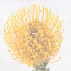 textured old paper background with flower