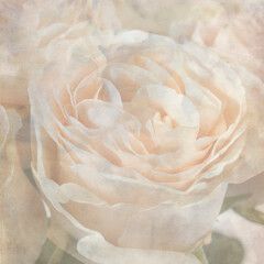 textured old paper background with flower