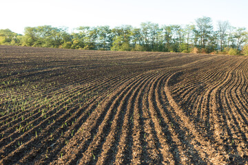 Sunset over a plowed field with brown soil. Beautiful autumn landscape.