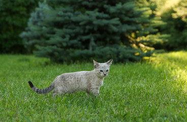 Obraz premium domestic little light brown cat walking on grass. little kitty outdoors