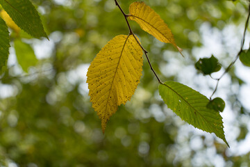 A branch of a tree with yellow leaves in the sun on a sunny September day.