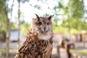 brown owl on the forest background 