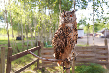 brown owl on the forest background 