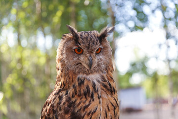 brown owl on the forest background 