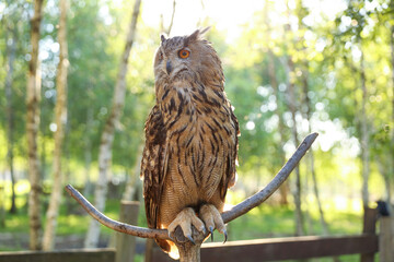 brown owl on the forest background 
