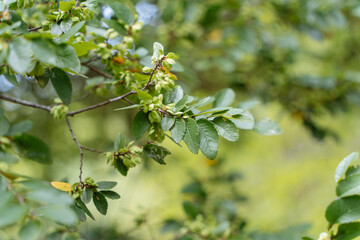 branch of a tree