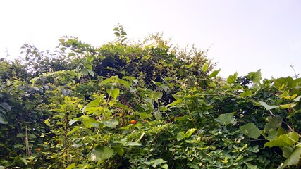 leaves in the garden