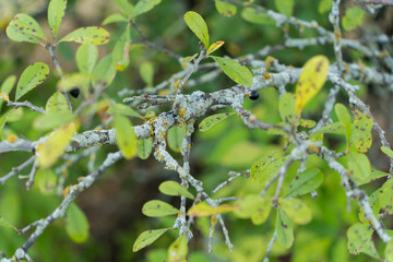 branch of a tree with berries