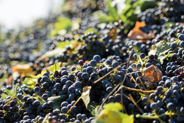 A large storage tank full of grapes for pressing. Traditional old technique of wine making.