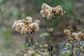 flowers in the forest