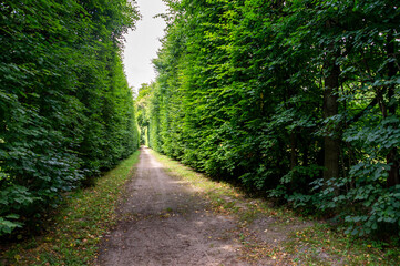 Fototapeta na wymiar Very high hedge - romantic alley 