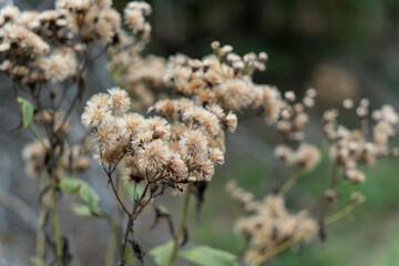 flowers in the forest