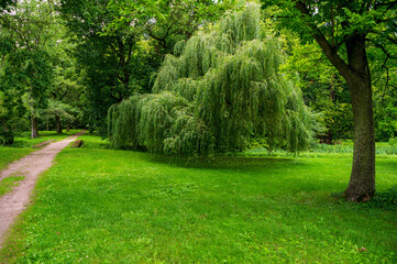 Green willow in a park  - obrazy, fototapety, plakaty