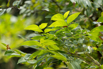 A branch of a tree with leaves in the sun on a sunny September day.
