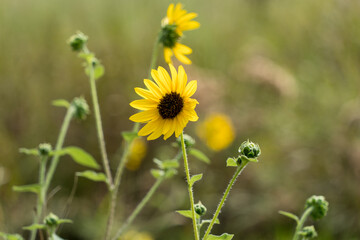 yellow flower in the field