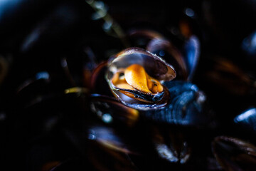 Mussels