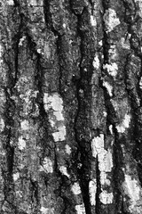 Fototapeta na wymiar Close-up tree bark in North Carolina