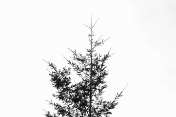 A single tree in Muir Woods