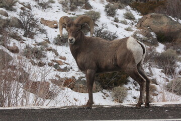 Wild Mountain Bighorn Sheep