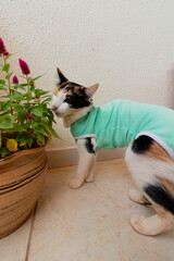 Tricolor kitten outdoor footage. Cat with after-surgery cloth near plants. Concept image.