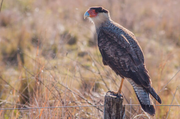 Rapaces del campo 