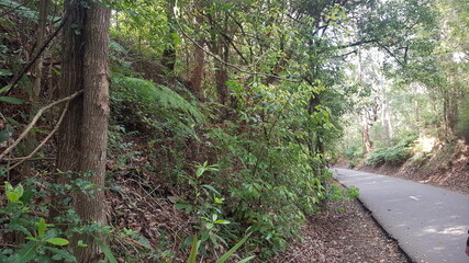Eucalyptus Trees on the Fernleigh Walking and Bike Track New South Wales Australia