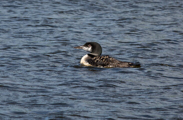 Common Loon Floating on a Lake