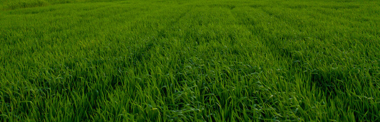 green grass in the wind