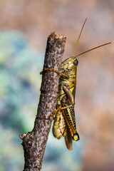 grasshopper on a branch