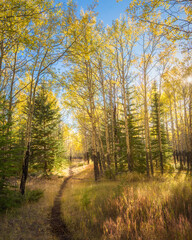 Fototapeta premium Fall colours of Banff