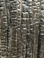 A macro view of the bark of a charred tree.