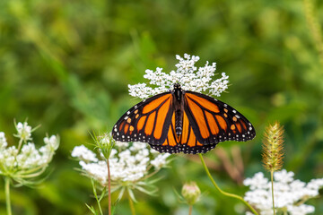 monarch butterfly on a flower