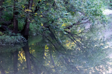 mist and trees reflected on water at dawn 